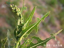 若是在荒地里见到此野草,不要犹豫采摘回家,晒干后价值很珍贵