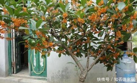 要让桂花开花多,有4点很关键,中秋佳节赏桂花,满树花苞香味足