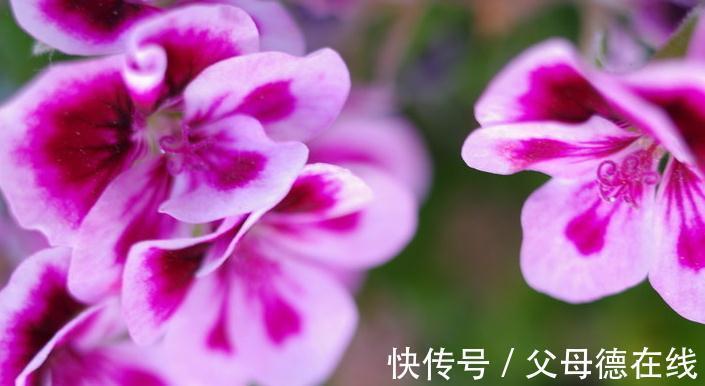 如果家里只能养一种花,那就是它,花开四季,花多爆盆