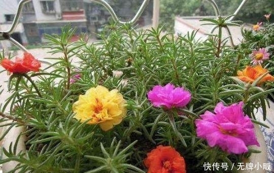 光照|这几种花最适合贱养,越不管越容易开花爆盆,想养死都难
