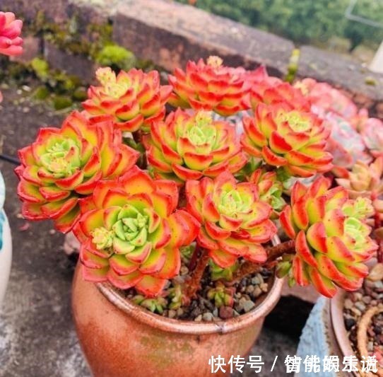 徒长|蒂亚徒了，都可以召唤“神龙”，手一痒，全都拔了！