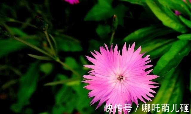 兔女|10.8-10.31号运势大吉，财运爆发，事业高升的三生肖