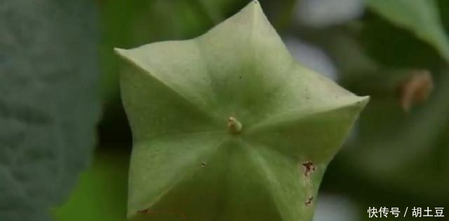 护肤|相信你没见过，一年开六茬花，结六次果的神奇果，也可以美颜护肤