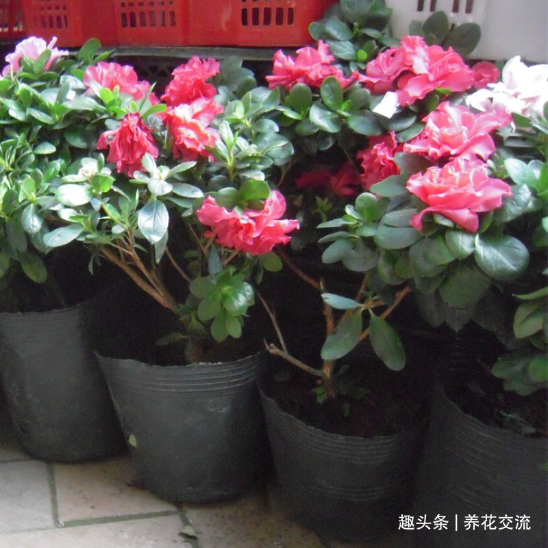 杜鹃花买回来掉花苞、掉叶子,很快变光杆,我总结几个养护的经验