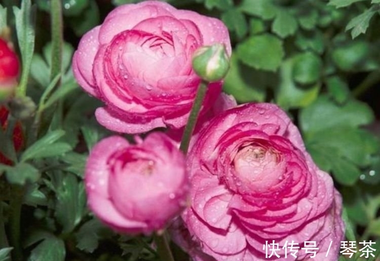 养花就养这几款,花开繁盛花香怡人,花朵粉嫩丰腴,绚丽夺目