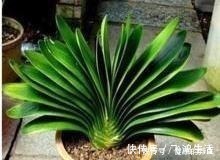 宁旱|给君子兰浇水坚持三个原则,杜绝烂根黄叶,生机勃勃,新叶猛长!