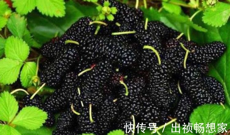 柳橙柳橙|对身体很好的3种食物,营养丰富、延缓衰老,早吃早健康!