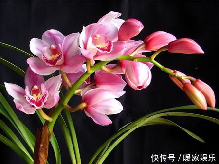 这8种花,冬天非但冻不死,还花开不断,挤满整个阳台!