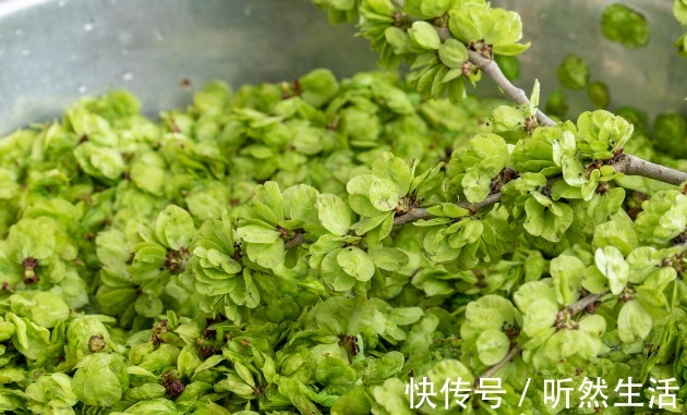 鱼腥草|66种野菜大图片，带你见识不同的野菜和吃法，你想要的野菜这里有
