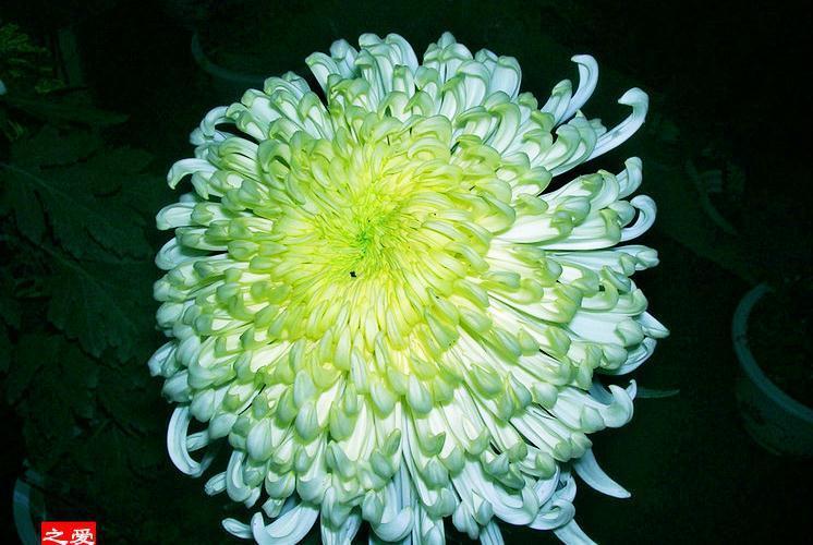 喜欢菊花，就养盆“珍奇名菊”，似层叠白云，好养好看，美丽怡人