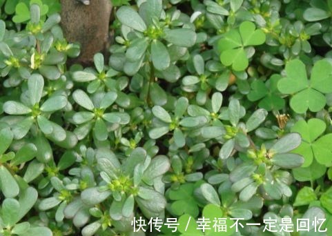 补肾排毒|女人不想显老,多吃以下3种食物补肾排毒,抗衰老,显年轻!