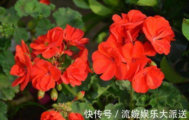 肥沃|养天竺葵,高温后别忘“修剪换盆”,新芽蹭蹭长,叶茂盛,花满枝
