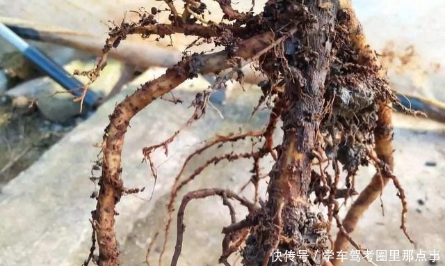 三角梅生命力旺盛却不开花,原来是好心办坏事,不开花却枯盆!