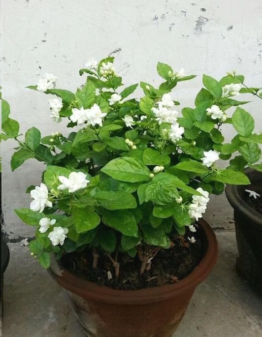 茉莉花花后这样做，一茬接着一茬开，还能一盆变多盆