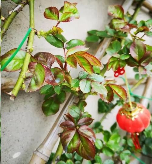 月季花新叶出现这种现象时，要及早矫正！