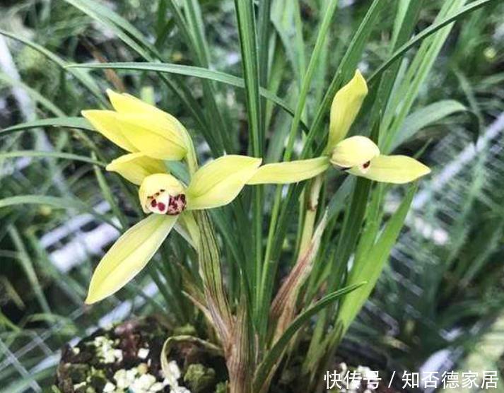 做好|春兰花箭长不高?原因只有1个,下次促花做好,花箭拔高开花棒!