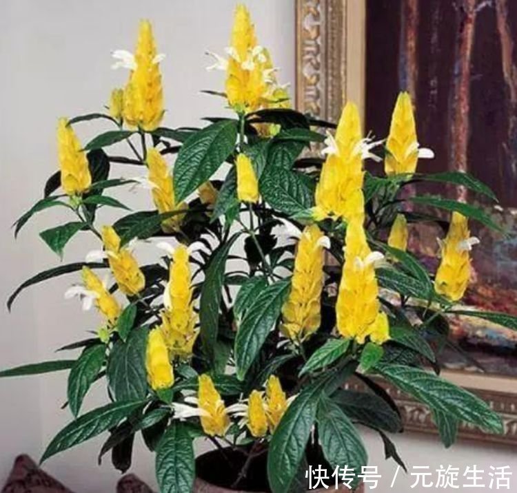 家里阳台必养此款花卉，耐寒易打理，花美色艳，花儿轻松开爆盆