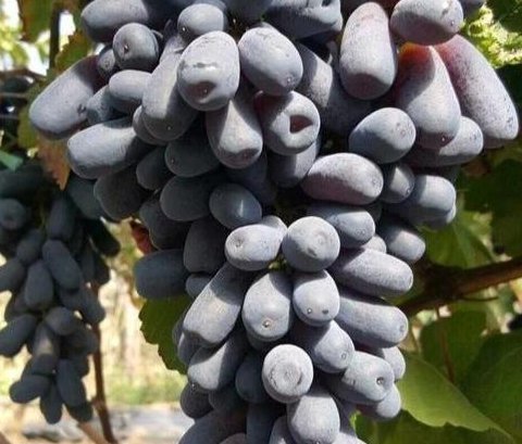 味道|3种“果树”最牛逼,沾土就能活,好养如绿萝,味道有酸有甜