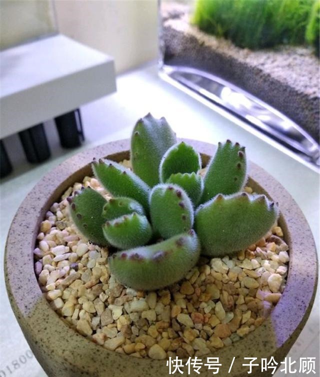 多肉熊童子养胖不难,做好3方面,小熊变胖熊!