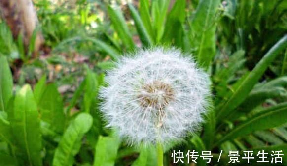 天生一对|蒲公英配它天生一对,早晚一杯,色斑淡了,肝也干净,早看早知道