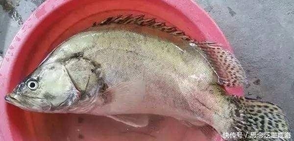 老水库钓鱼,鱼不开口钓到它,同行钓友羡慕坏了