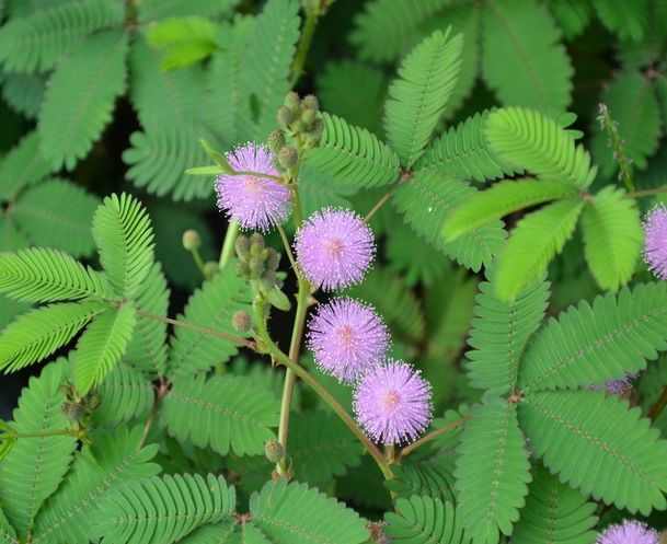 家里4种盆景赶紧扔掉,容易生病,再好看也不能养