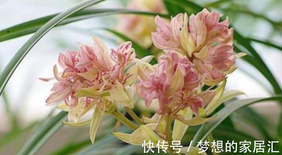 友友们请注意:10月后的兰花状态好好极了,抓住时机长势旺