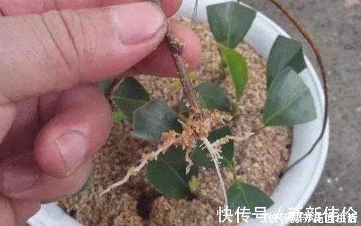 美植袋|养花用“沙子”栽种，好处多多，告诉你它的4个使用“技巧”