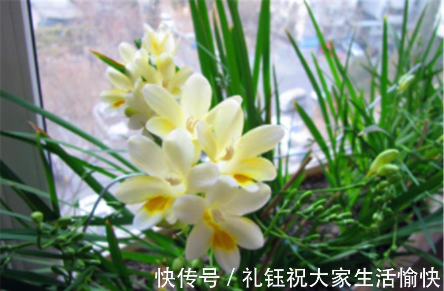 韭菜|兰花中的“香水之王”,比韭菜长得快,优雅清新,香气迷人