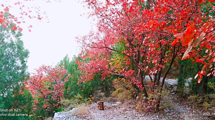 情报站|红叶满山崖，红的透彻，红的暖心，美了人家