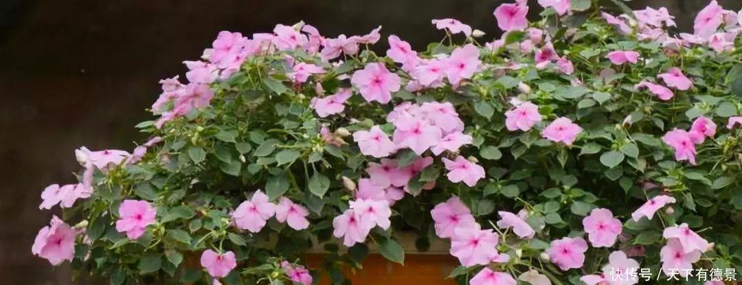 花盆里加这4样东西，长势茂盛，花蹭蹭开爆盆