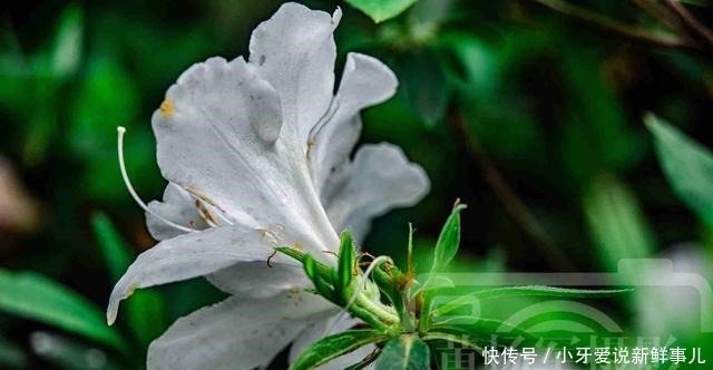 杜鹃花熟悉芬芳的美丽，洁白素洁的花朵很迷人，清新花开的植物