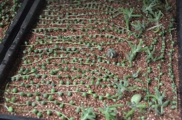 漂亮的花用剪碎的叶片,都能插活一大盆,谁说扦插难