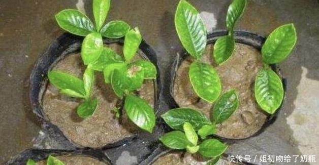 在家扦插1种“香花”,枝条沾点水,插土壤里生根发芽,变盆栽!