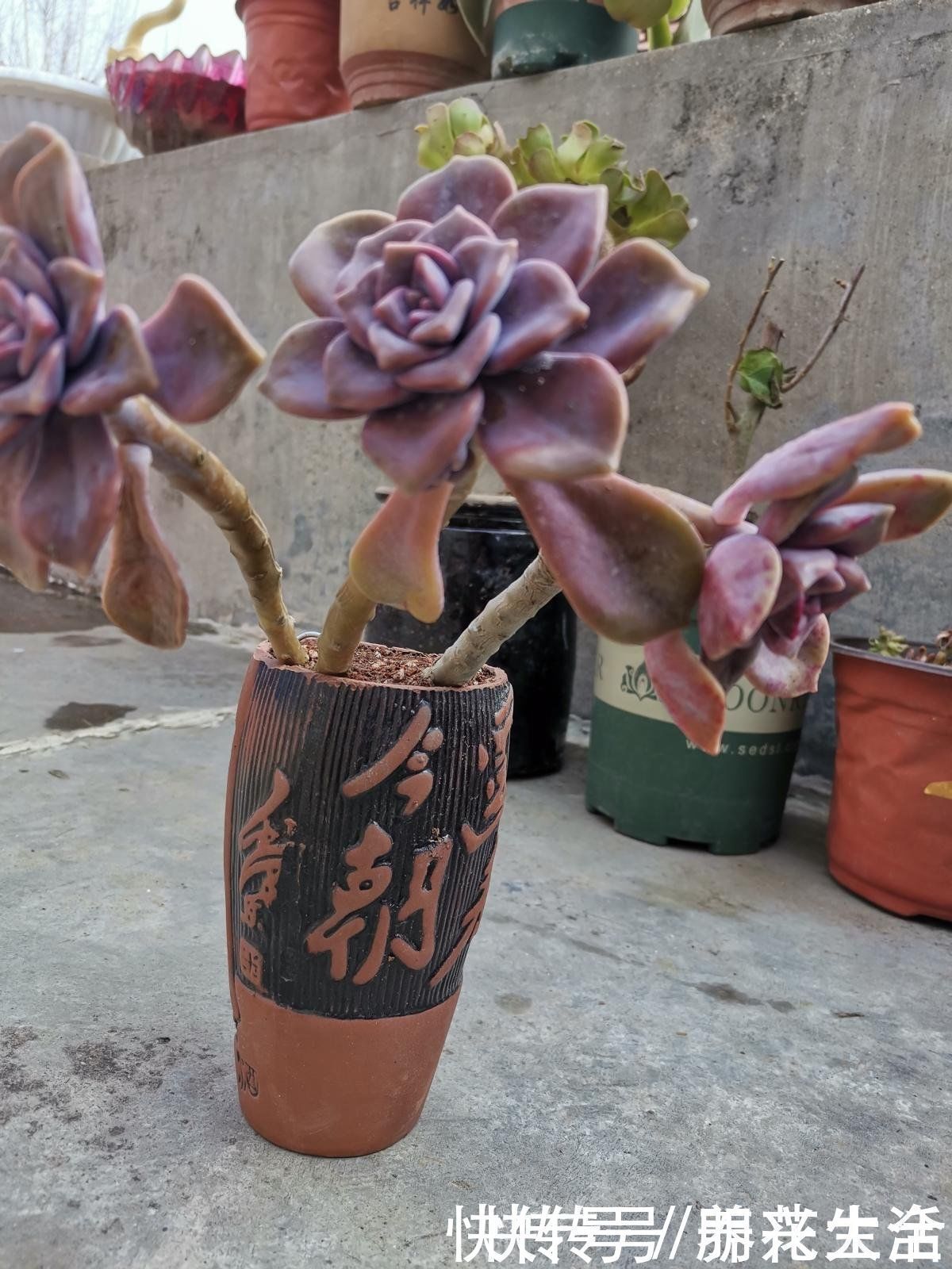 果皮|扔掉家里这些垃圾,就是扔钱,拿来养花特好用