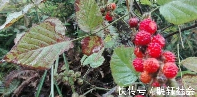 果子|农村没人吃的果子,城里人想吃都买不到,好吃又是慢性肝炎福音