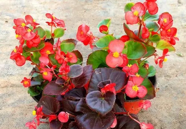 4种花真“好养”,扦插成活率超高的,对待新手很友好