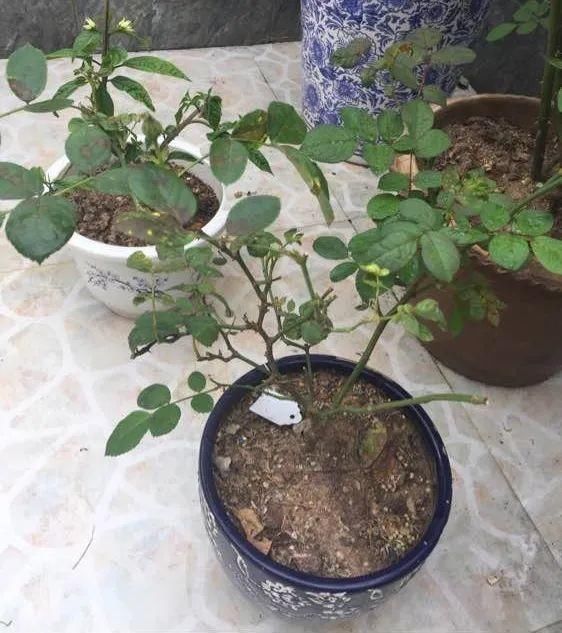 多肉|5种花盆养花,怪不得都死了,全是样子货