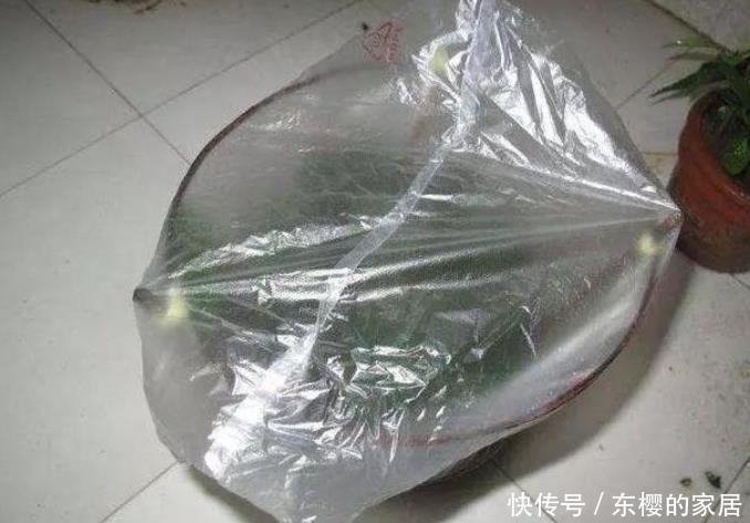 塑料袋是好东西,养花经常用到,它有3个“妙用”,新手牢记!