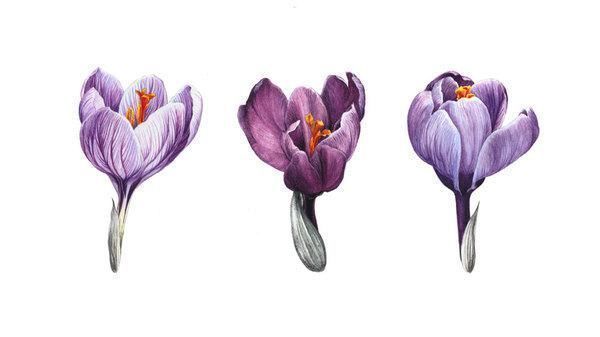 花卉#一位全职妈妈喜欢疯狂画画,教你画水彩花卉