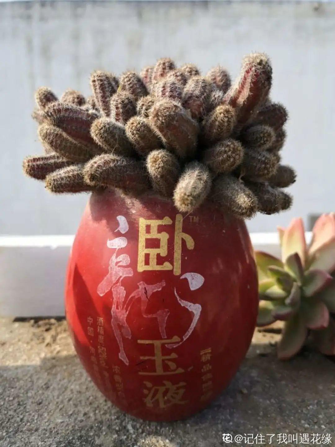 爷爷的破茶壶，全被我拿来养花，省下大笔花盆钱！