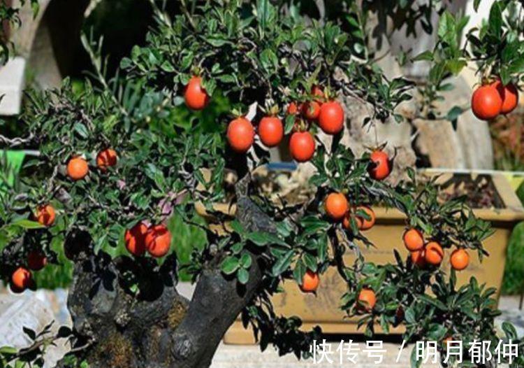 金弹子金弹子|有钱人都养3种树，漂亮又高贵，越养越值钱，旺运一整年