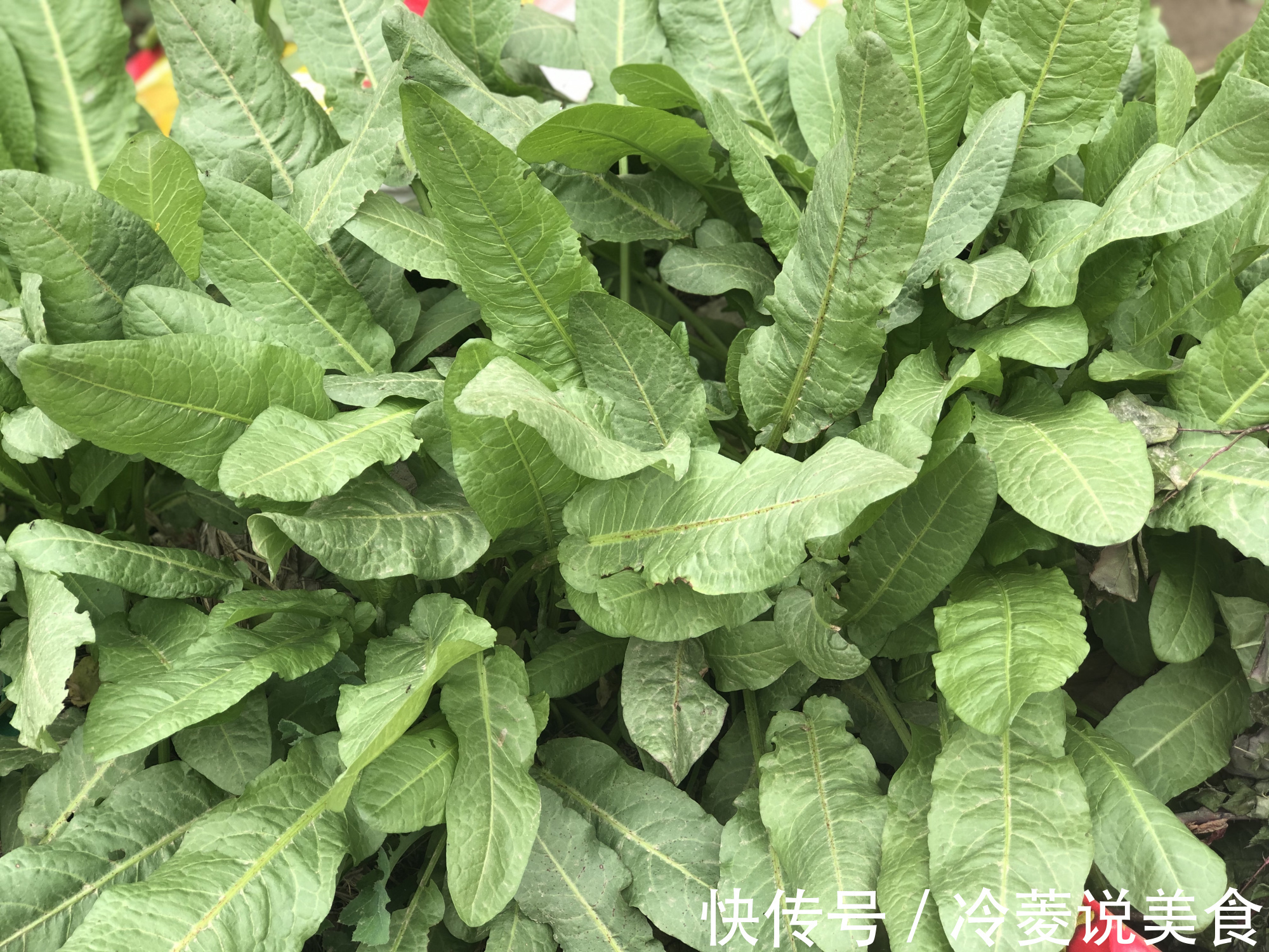 刺儿菜|这8种野菜很常见,但很多人不知道能吃,你认识几种