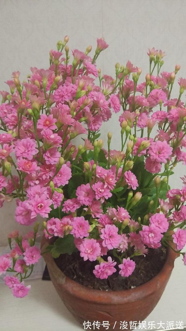 长寿花和蟹爪兰可以做邻居吗原来这么“养”，枝叶茂密花开不断