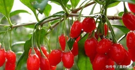 健康|保溫杯不離手,除了撒枸杞,以下“3種食材”讓你越喝越健康!