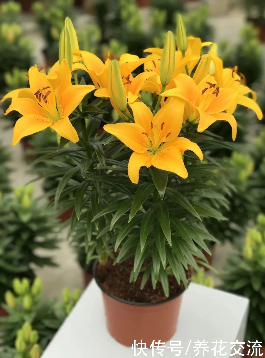  盆栽|冬天室内养盆栽百合，花朵开败叶子不剪，给肥给阳光，春暖就开花