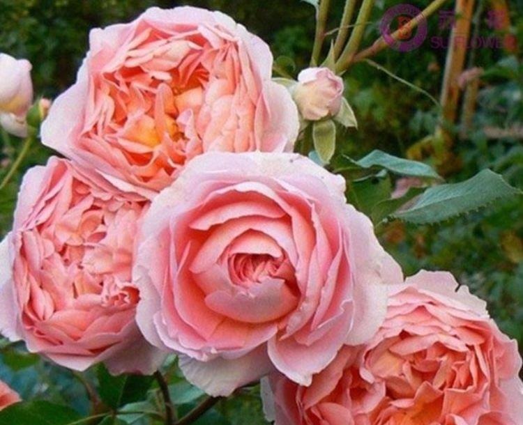 养花就养4种花,家里养一盆,花色鲜艳,适合种在庭院观赏