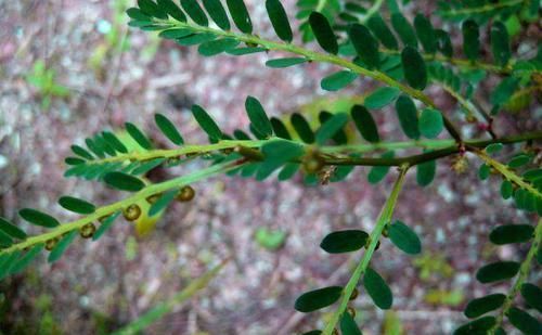 乡下这种野草，农村人拿它喂猪，却不知它能消炎止痛，治腹泻