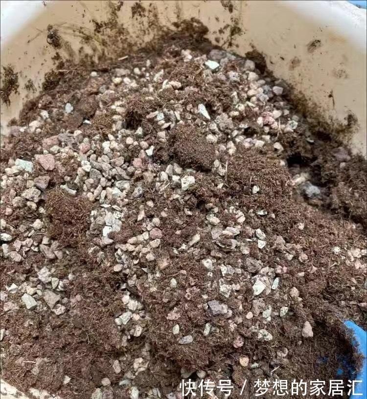 多肉|养多肉的“通用配土”,不要乱花钱了,买这2样土,养多肉足够