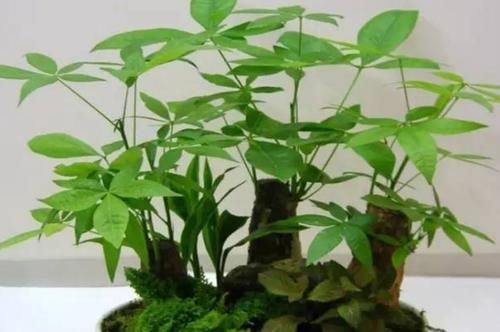 发财树烂根、叶片枯黄耷拉，养花人别灰心，调整这2点就好了